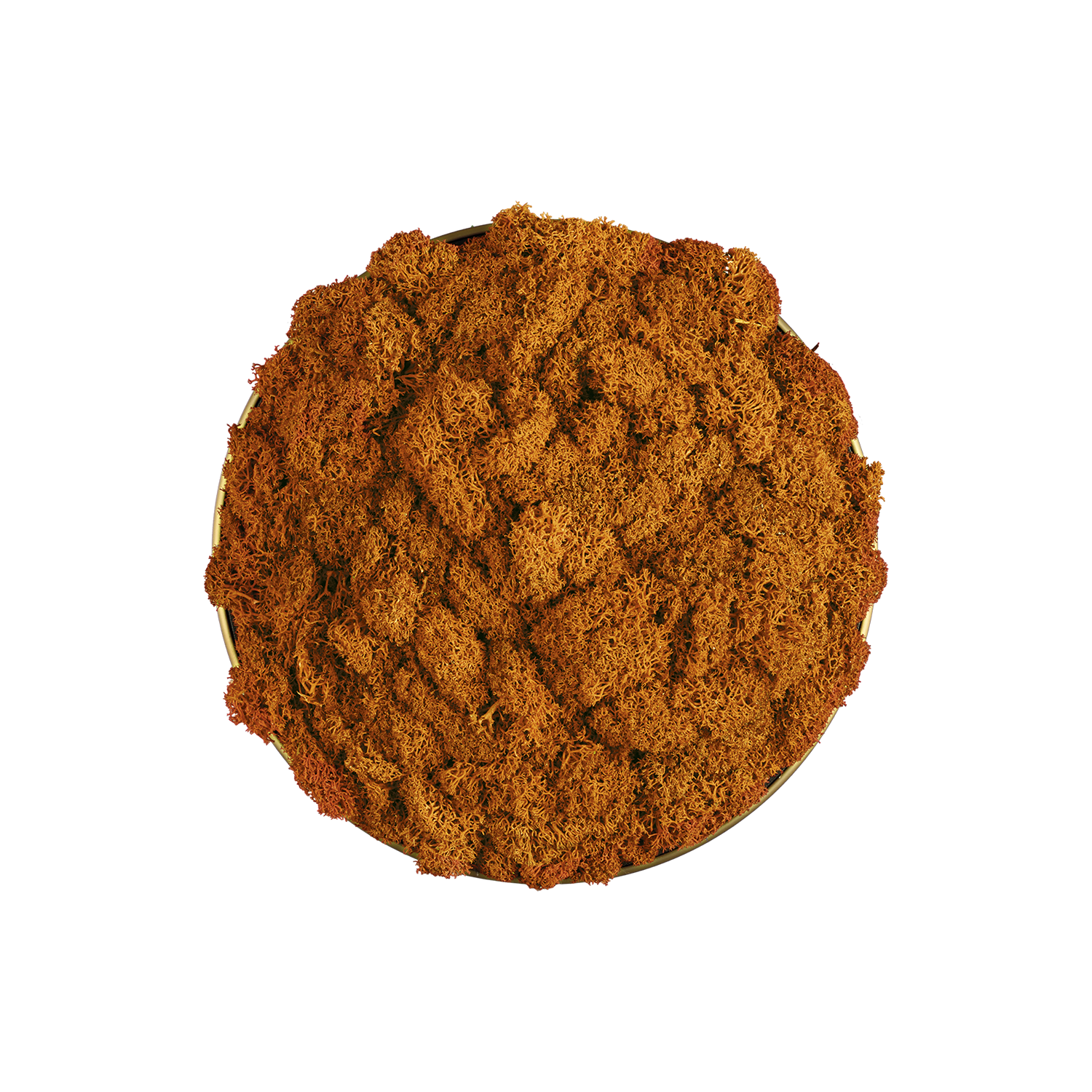 Orange Moss