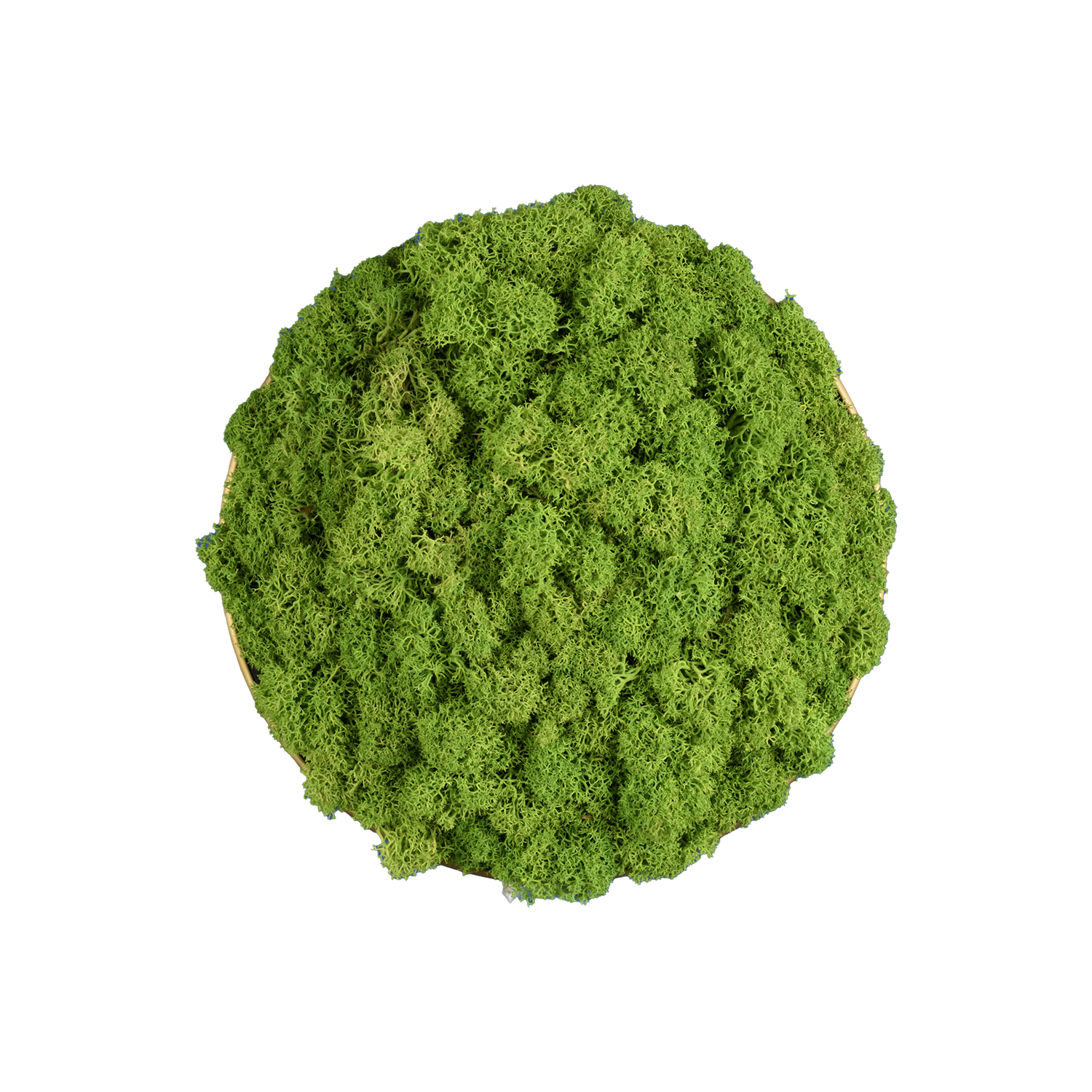 Light Green Moss